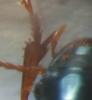 Harpalus pumilus